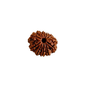 11 Face Rudraksha