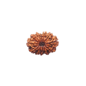12 Face Rudraksha