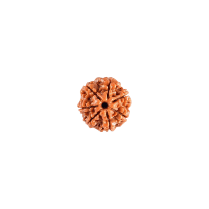 7 Face Rudraksha