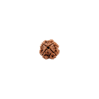 4 Face Rudraksha