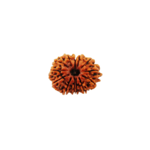 13 Face Rudraksha