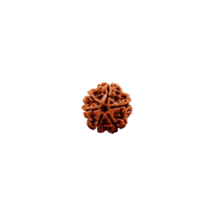 6 Face Rudraksha