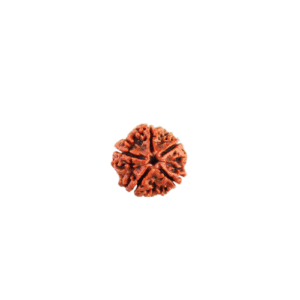 5 Face Rudraksha